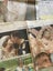 Vintage 1997 Princess Diana NZ Newspapers Carousel 2