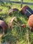Force directional drill, plus water tanks & more Carousel 19