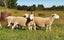 Wiltshire ewe lambs & ewes Carousel 7