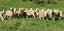 Wiltshire ewe lambs & ewes Carousel 8