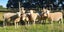 Wiltshire ewe lambs & ewes Carousel 9