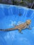 Kimchi - Bearded Dragon + Enclosure + Meal worm farm Carousel 3