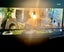 Kimchi - Bearded Dragon + Enclosure + Meal worm farm Carousel 4