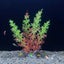1 Piece 7.08" Artificial Aquarium Plant Decoration - Realistic Fish Tank Carousel 16