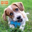 Nylabone Puppy Chew "X" Chew Bone Beef - Regular Carousel 3