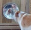 Pet Transparent Window Clear Perspex Acrylic Fence Window For Dog And Cat Carousel 4