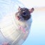 1pc Hamster Balls Rodent Toys Accessories Mice Better Air Feeding Plastic Hams Carousel 3