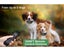 Dog Collar Sale Sale Carousel 16