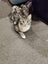 Kitty Haven - Torbie Carousel 2