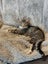 Kitty Haven - Torbie Carousel 3