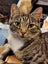 Kitty Haven - Torbie Carousel 4