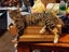 Kitty Haven - Torbie Carousel 6