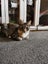 Kitty Haven - Torbie Carousel 7