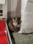 Kitty Haven - Torbie Carousel 8