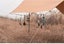 Hanging Rope Camping Accessories 4.3m Multi-purpose Clothesline Carousel 5