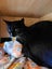 Kitty Haven - Oreo Carousel 3