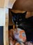 Kitty Haven - Oreo Carousel 1