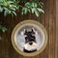 Dog Fence Window Carousel 3