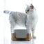 850ml Pet Bowl Feeder Ceramic Pet Bowl Feeder adorable Feeder Water Feeder Carousel 4