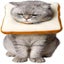 Adjustable Cat E-collar Cute Toast Neck Cone After Surgery Wound Healing Prote Carousel 1
