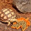 Reptile Plastic Bowl Small Water Dish Reptiles Food Bowl For Lizard Geckoyell Carousel 3
