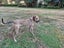 Auckland Puppy Rescue - ROXY Carousel 5