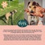 Auckland Puppy Rescue - ROXY Carousel 4