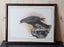 Framed, Signed, Ltd Edition Print. NZ Falcon # 244 of 1,000 by Janet Marshall. Carousel 1