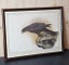 Framed, Signed, Ltd Edition Print. NZ Falcon # 244 of 1,000 by Janet Marshall. Carousel 2
