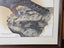 Framed, Signed, Ltd Edition Print. NZ Falcon # 244 of 1,000 by Janet Marshall. Carousel 3
