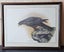 Framed, Signed, Ltd Edition Print. NZ Falcon # 244 of 1,000 by Janet Marshall. Carousel 5