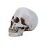 Skull Statue Halloween Decoration Model Replica Resin Medical Anatomical Traci Carousel 1