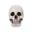 Skull Statue Halloween Decoration Model Replica Resin Medical Anatomical Traci Carousel 2