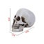Skull Statue Halloween Decoration Model Replica Resin Medical Anatomical Traci Carousel 3