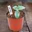 Pack of 30 Plant Nursery Pots with Humidity Dome Carousel 8