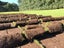 Instant Ready Lawn Kikuyu/Rye Grass - 20sqm Carousel 2