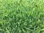 Instant Ready Lawn Kikuyu/Rye Grass - 20sqm Carousel 1