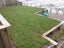 Instant Ready Lawn Kikuyu/Rye Grass - 20sqm Carousel 8