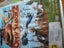 DVD - OPEN SEASON 2 Carousel 1