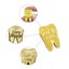 NEW 1PC Lost Teeth Reward Commemorative Coin Dental Tooth Fairy Coin Carousel 7