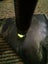Pounamu greenstone carving slab tangiwai flower Carousel 9