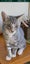 Brave Paws Cat Rescue - Cat - Timmy Carousel 3