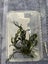African water fern (bolbitis heudelotii) Carousel 1