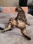 Rescue Cat Flossie Carousel 2