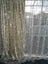 LARGE Cream Embroidered organza voile/net curtain, 3m wide Carousel 2