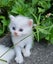 Mix ragdoll kittens Carousel 15
