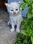 Mix ragdoll kittens Carousel 14