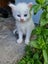 Mix ragdoll kittens Carousel 16