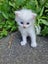Mix ragdoll kittens Carousel 17