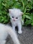Mix ragdoll kittens Carousel 18
